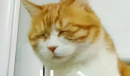 斗鱼大佬爆料视频在哪看,揭秘热门内容获取途径