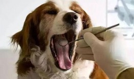 宠物黑料爆料视频下载,视频爆料背后的真相与反思