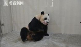 林冰最新爆料熊猫视频