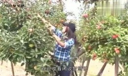 娱乐爆料君树林,揭秘娱乐圈幕后故事
