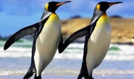 网红爆料企鹅事件视频,真相揭秘，背后惊人内幕曝光