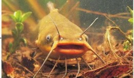 北极鲶鱼爆料视频大全最新,视频大全深度解析