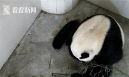 林冰最新爆料熊猫视频