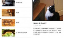 宠物黑料爆料视频下载,视频爆料背后的真相与反思