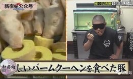 小胖猪事件爆料视频,揭秘网络爆料的惊人真相
