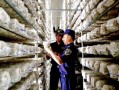 云南永善爆料案件最新,真相揭开，疑云散去，正义终至