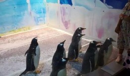 网红爆料企鹅事件视频,真相揭秘，背后惊人内幕曝光