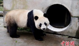 林冰最新爆料熊猫视频