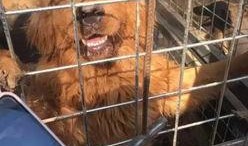 猫和狗的爆料视频大全