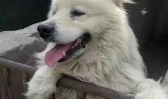 猫和狗的爆料视频大全